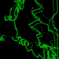 A GIF of the Computer Society forming out of green lines on a black background.